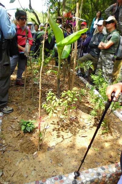 IMG_0202.jpg - 大家認識草藥植物