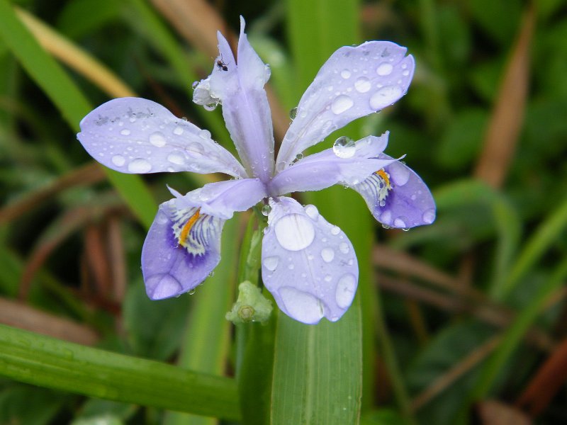 DSCF0088.JPG - 山上的野生蘭花在雨露下展現美態